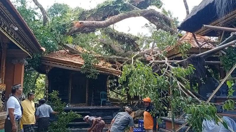 Pohon Tumbang Timpa Palinggih Pura Dalem Pingit Kebon | Bali Tribune